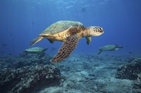 Green Sea Turtles Off Maui, Hawaii Fine Art Print