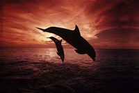 A Pair Of Atlantic Bottlenose Dolphins Framed Print