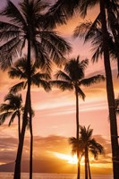 Palm Trees At Sunset Of Maui, Hawaii Fine Art Print