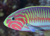 Surge Wrasse Fine Art Print