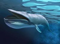 Blue Whale Underwater With Caustics On Surface Fine Art Print