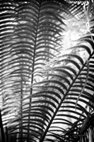 Sunlit Palms II Framed Print
