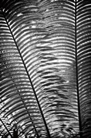 Sunlit Palms I Framed Print