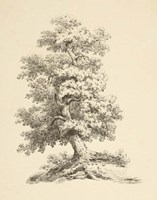 Tree Study II Dark Fine Art Print