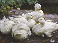 Ducks by the Lake 2 Fine Art Print