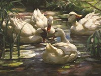 Ducks by the Lake 4 Fine Art Print