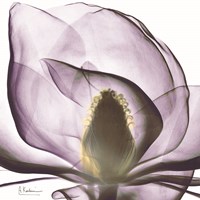 Magnolia Fine Art Print