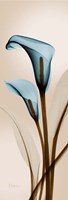 Blue Calla Lily Fine Art Print