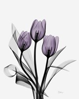 Three Purple Tulips Fine Art Print