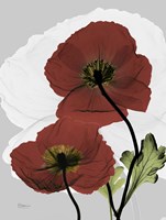 Iceland Poppy Fine Art Print