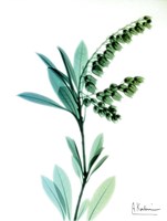 Lily of The Valley Fine Art Print