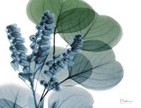 Lilly of Eucalyptus Fine Art Print