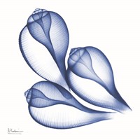 Blue Three Conch Fine Art Print