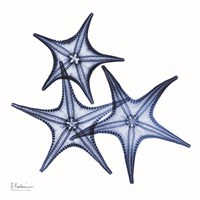 Blue Three Starfish Framed Print