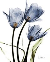Indigo Infused Tulips Fine Art Print