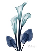 Midnight Calla Lily 1 Fine Art Print