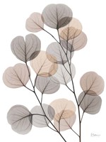 Earthy Eucalyptus Bunch Fine Art Print