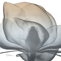 Magnolia Earthy Beauty New Fine Art Print
