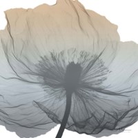 Poppy Earthy Beauty Fine Art Print