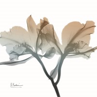 Earthy Orchid Fine Art Print