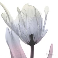 Silver Splash 2 Fine Art Print