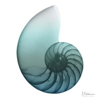 Water Snail 4 Fine Art Print