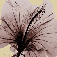 Spring Hibiscus Fine Art Print