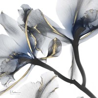 Indigo Luster Cyclamen 2 Fine Art Print