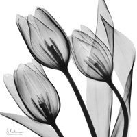 Splendid Monotone Tulips Fine Art Print