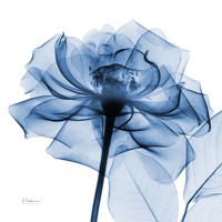 Indigo Rose Fine Art Print