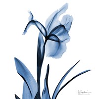 Indigo Iris Fine Art Print