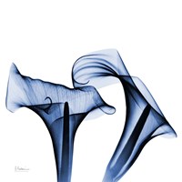 Twin Indigo Calla Lilies Fine Art Print