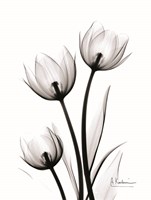 Tulips High Contrast Fine Art Print