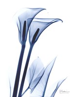 Calla Lily Indigo Fine Art Print