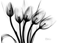 Marching Tulips Fine Art Print