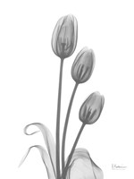 Tulip Fine Art Print