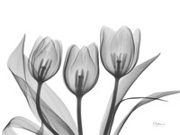 Didiers Tulip Fine Art Print