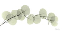 Eucalyptus L196 Fine Art Print