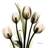 Tulip Fine Art Print