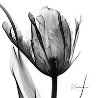 High Contrast Tulip Fine Art Print