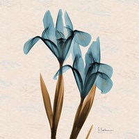 Iris Blue Brown Framed Print