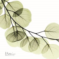 Mint Eucalyptus 2 Fine Art Print