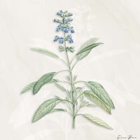 Blue Botanical 1 Fine Art Print