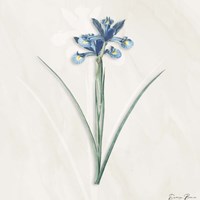 Blue Botanical 2 Framed Print