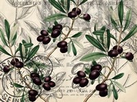 Olive Branch 1 Fine Art Print