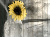 A Pop Of Yellow Fine Art Print