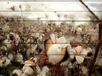 Cotton Field 1 Fine Art Print