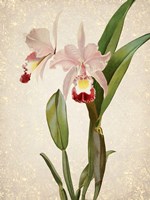 Orchids  2 Framed Print