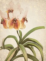 Orchids 3 Framed Print