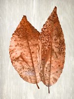 Copper Leaves 2 Framed Print